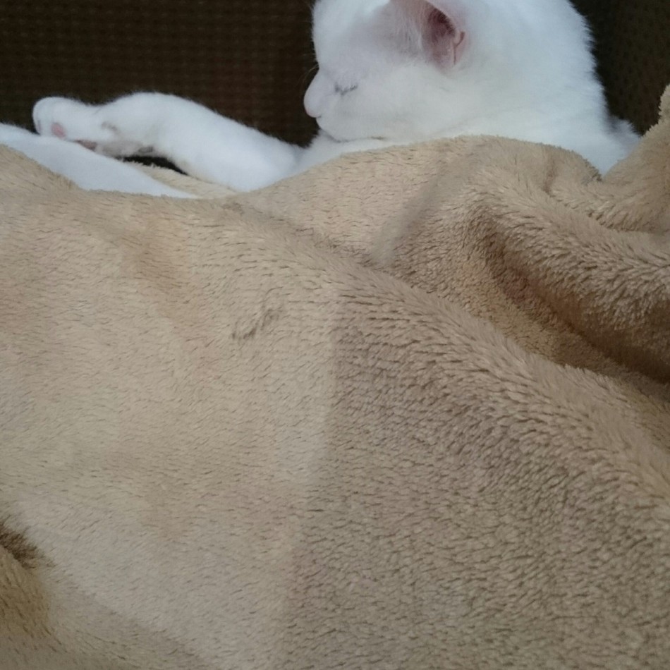 ミッキーのカバー写真