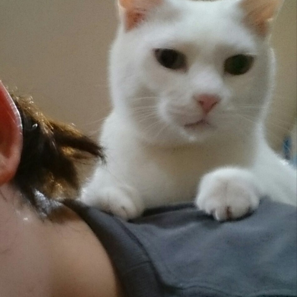 てんてんのカバー写真