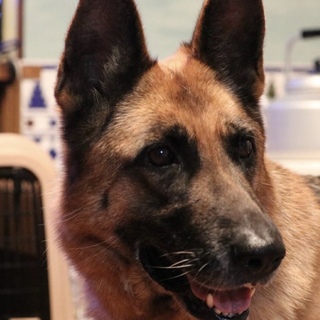 美人なクッキーちゃん