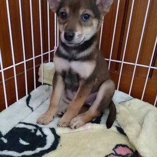 保健所からレスキューした子犬⑦