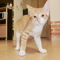 かい