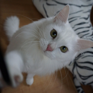 人見知りなし！甘えん坊のオペラ　３歳