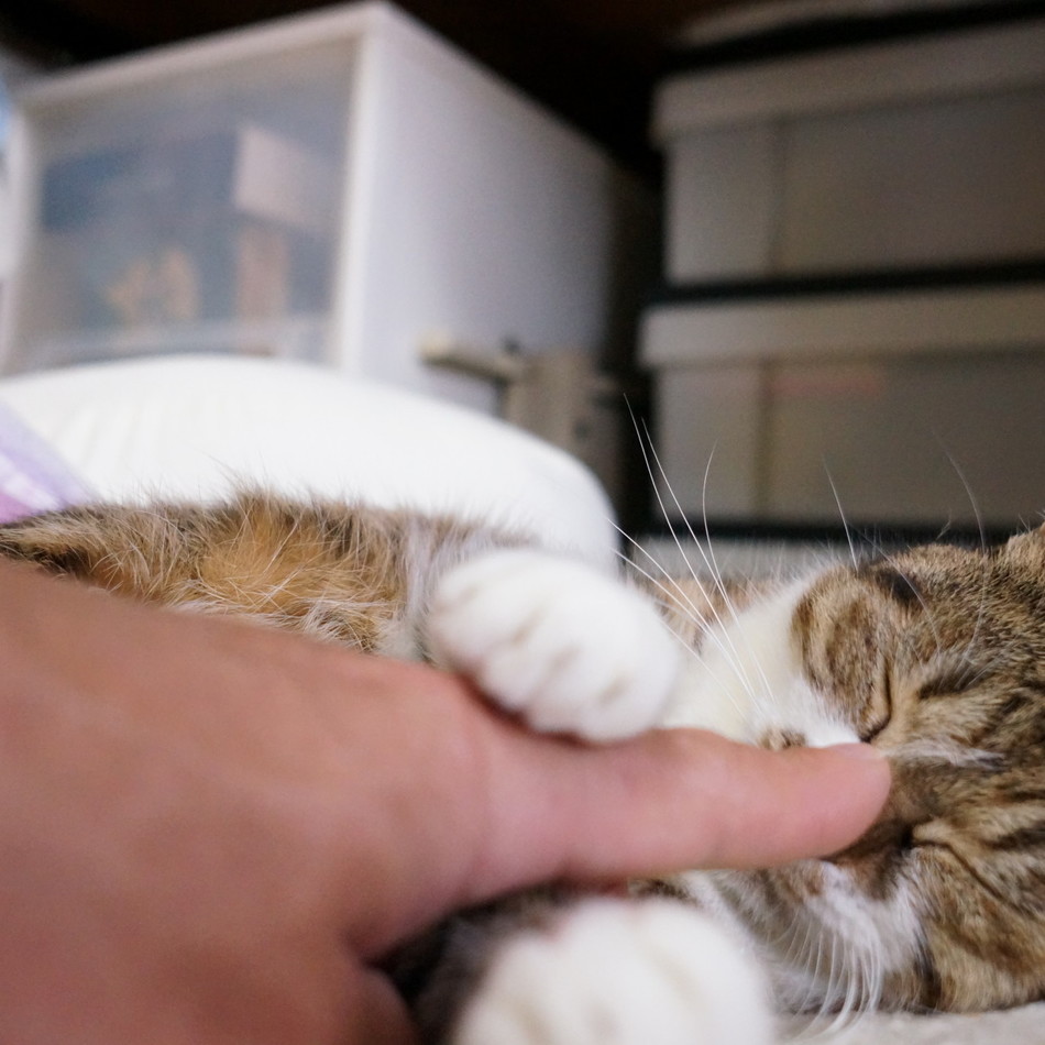 リリのカバー写真