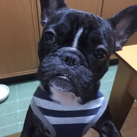 小豆