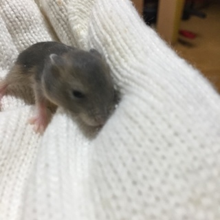 ジャンガリアンハムスター　人気　ブルーサファイヤ