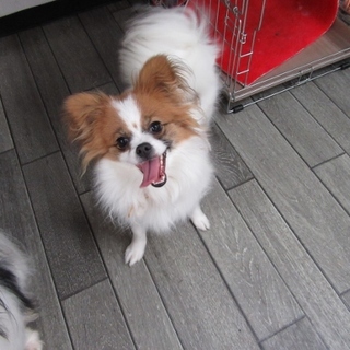 「パピコ」（仮名）９か月女の子