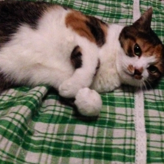 人懐っこい女の子