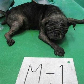 保健所のパグを助けてください