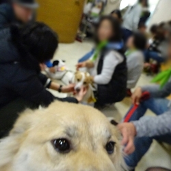 「犬の合宿所in高槻」の里親募集会 サムネイル2