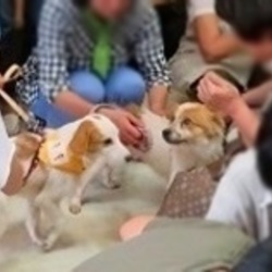 「犬の合宿所in高槻」の里親募集会 サムネイル3