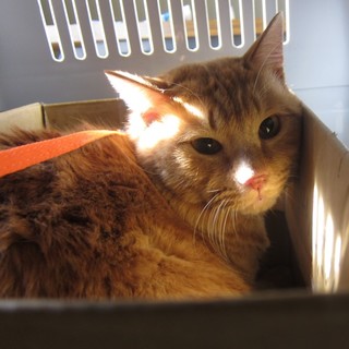 募集一時停止（お見合いのため