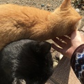 虐待を受けている野良猫の子を助けてください