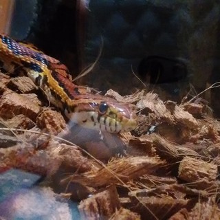 コーンスネーク里親募集