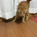 子猫3ヶ月