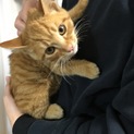 子猫3ヶ月里親募集