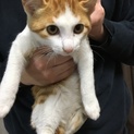 子猫3ヶ月里親募集中