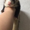 【応募一時停止させていただきます】フェレット1匹