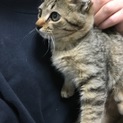 子猫3ヶ月里親募集中