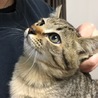 子猫3ヶ月里親募集中 サムネイル2