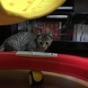 子猫3ヶ月里親募集中 サムネイル3