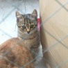 子猫3ヶ月里親募集中 サムネイル4