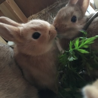 ミニウサギの赤ちゃん里親募集中