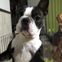 えい吉