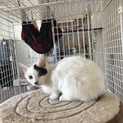 里親になってあげてください！