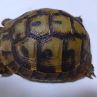 ヘルマンリクガメ　里親さん決定しました！