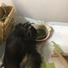我が家に来て1週間