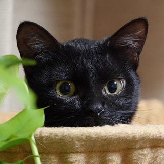 福島から来た黒猫です