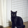 福島から来た黒猫です サムネイル2