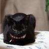 福島から来た黒猫です サムネイル4