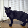 福島から来た黒猫です サムネイル5