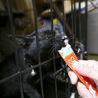 福島から来た黒猫です サムネイル6