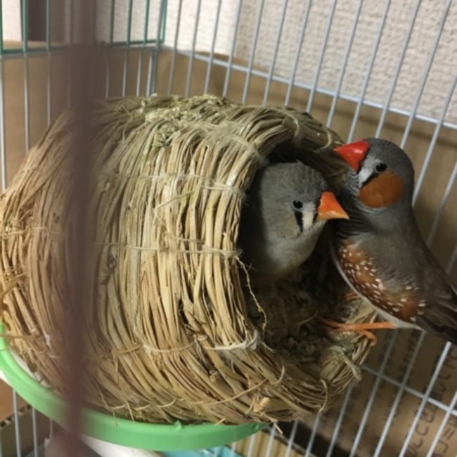 ちっちっち。のカバー写真