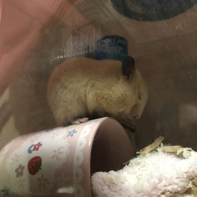 panmocaのカバー写真
