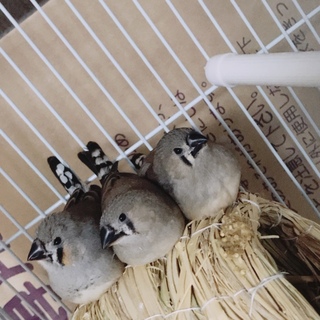 キンカチョウの雛12／1生まれ