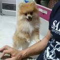 4ヶ月のポメラニアンです！ 再募集