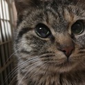 とても可愛いタレ目な猫ちゃん