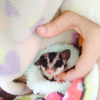 フクロモモンガ オス