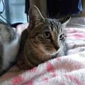8ヶ月くらいのメス猫、やんちゃで人見知りです！