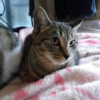 8ヶ月くらいのメス猫、やんちゃで人見知りです！