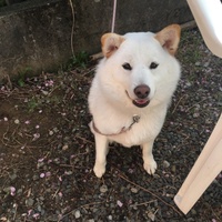 チーズ