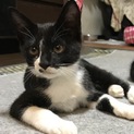黒白にゃんこの里親さん募集中！