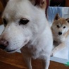 白柴の小雪ちゃん♀推定５才 サムネイル2