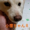 白柴の小雪ちゃん♀推定５才 サムネイル3
