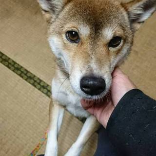 柴犬の女の子