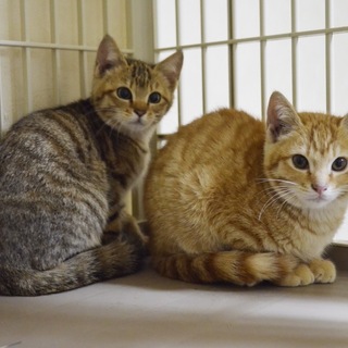 トライアル決定！茶トラの子猫の男の子