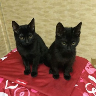 黒子猫 太くん陽くん1.２キロ